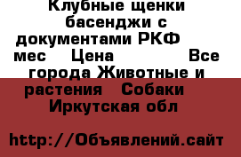 Клубные щенки басенджи с документами РКФ - 2,5 мес. › Цена ­ 20 000 - Все города Животные и растения » Собаки   . Иркутская обл.